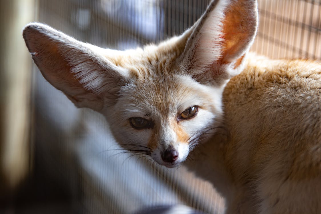 A pet Fennec fox